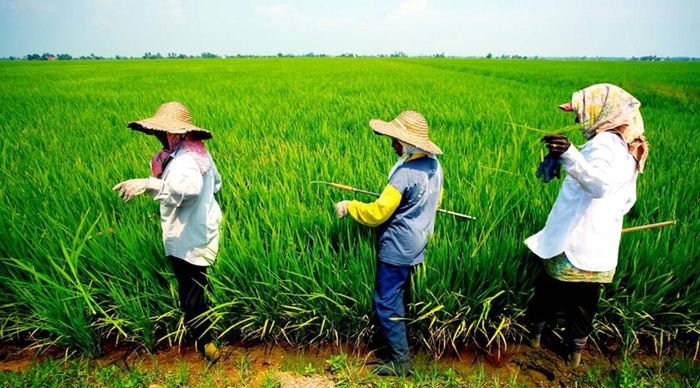 Tình trạng già hóa lực lượng nông dân cùng thời tiết ngày càng thất thường khiến Malaysia ngày càng phụ thuộc vào nguồn nhập khẩu từ các nước láng giềng Đông Nam Á