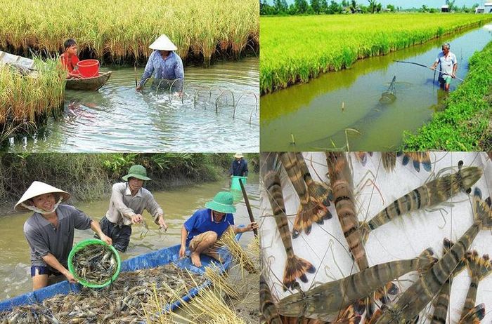 Mô hình "một mảnh đất - hai nguồn thu" kết hợp canh tác lúa nước và tôm càng xanh từ Trung Quốc hiện đang được áp dụng thử nghiệm tại Cà Mau, Việt Nam