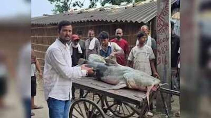 Giới chức bang Bihar (miền bắc Ấn Độ) và Nepal đưa ra cảnh báo khẩn cấp, yêu cầu người dân không mua bán và ăn các loài cá lạ xuất hiện trên các con sông địa phương. (Ảnh: Times of India)