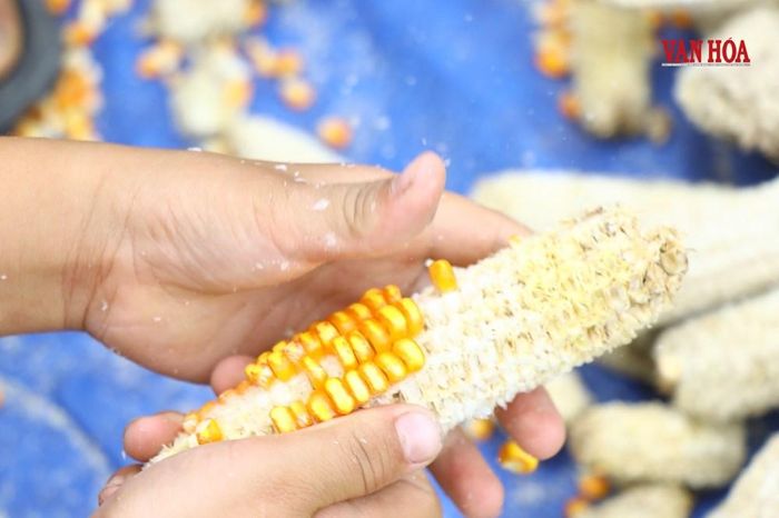 Bàn tay thoăn thoắt tách từng hạt ngô ngoài hiên