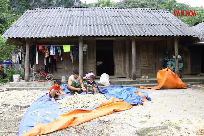 Em Vương Thị Yên, học sinh Trường PTDT Tiểu học số 2 Văn Lăng, điểm trường Bản Tèn phụ giúp bố bóc ngô