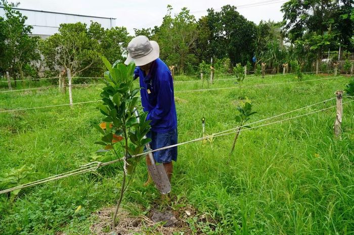 Quyết định 67 quy định chi tiết diện tích tối thiểu được tách thửa theo từng khu vực trên địa bàn Thành phố. (Ảnh: QUANG QUÝ)