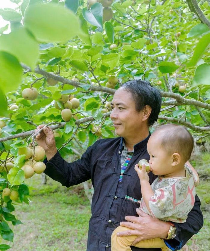 Anh Lù Văn Diu, người tiên phong đưa cây lê Tai Nung về trồng trên đất Pắc Và.