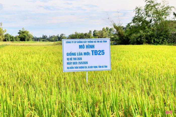 Một số giống mới được đưa vào sản xuất thử bước đầu cho thấy khả năng sinh trưởng tốt, phù hợp với điều kiện sản xuất tại địa phương.