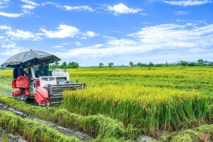 Nông dân các địa phương tập trung thu hoạch lúa vụ hè thu.