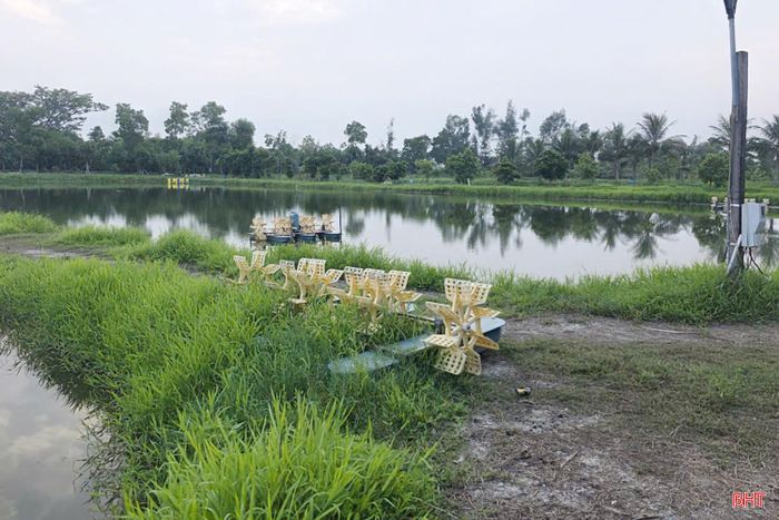 Dù đã được đầu tư bài bản nhưng khu vực nuôi tôm thẻ chân trắng nước ngọt của anh Phạm Tú và nhiều mô hình khác không phát huy hiệu quả.
