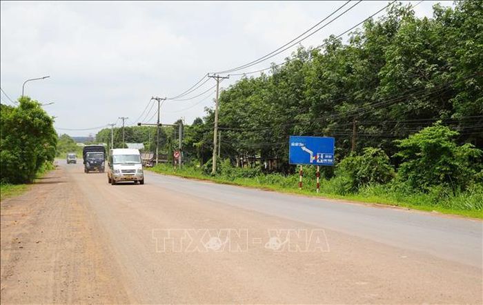 Cây cao su bên đường 769 đoạn qua sân bay Long Thành chưa được cưa cắt.