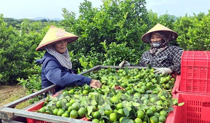 Tỉnh Tuyên Quang đặt mục tiêu phát triển hơn 1.850 hợp tác xã vào năm 2030. Ảnh minh họa: TTXVN