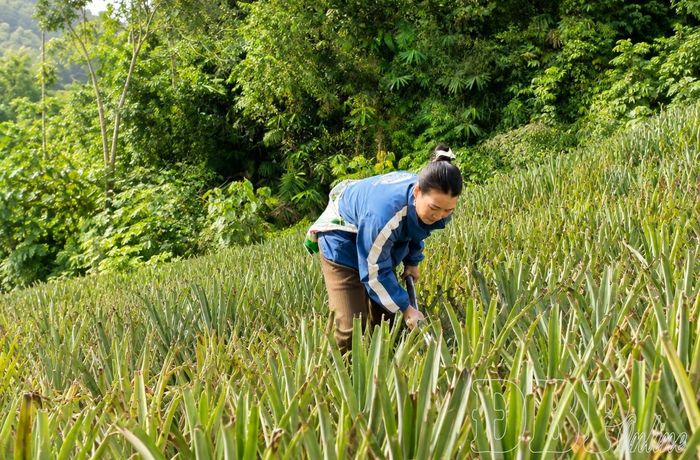Từ nguồn vốn tín dụng chính sách, gia đình chị Thào Thị Ca, bản Huổi Hốc, xã Nậm Kè có điều kiện đầu tư phát triển mô hình trồng dứa.