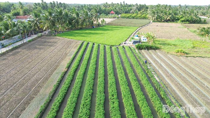 Giá nhiều loại rau màu đang ở mức thấp, gây áp lực lớn với người trồng.