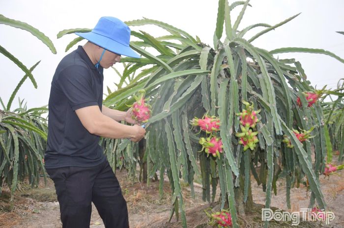 Giá thanh long đang rất thấp, khiến nhà vườn thua lỗ.