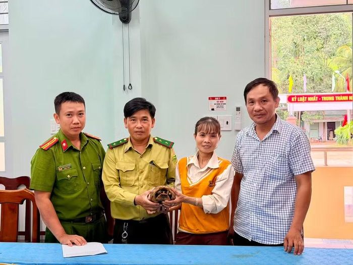 Các đơn vị chức năng tiếp nhận cá thể rùa núi vàng. Ảnh: Công Nam