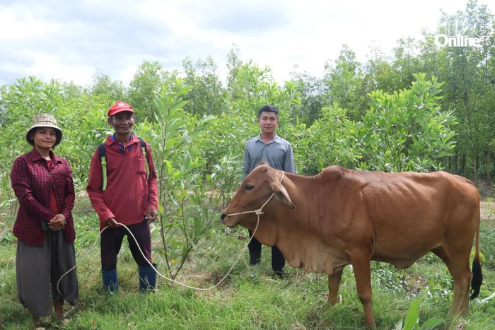 Ông Cao Văn Phúc (ở giữa) vui mừng khi có thêm bò để chăn nuôi, phát triển kinh tế.