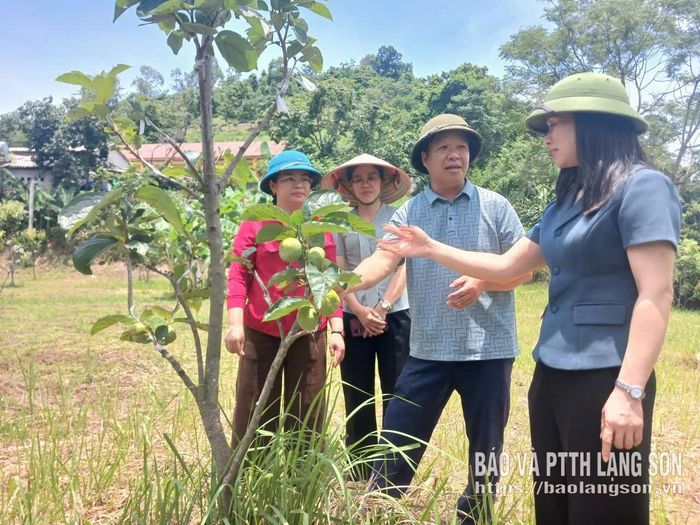 Lãnh đạo UBND tỉnh cùng các đơn vị kiểm tra thực tế mô hình hồng giòn ghép tại xã Hoàng Văn Thụ