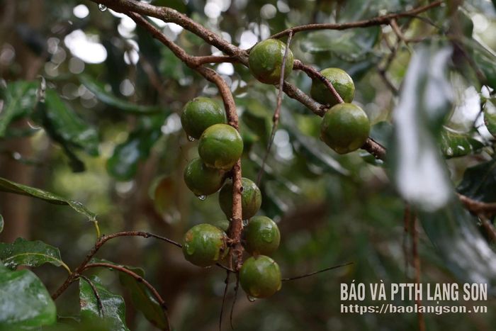 Mô hình trồng mắc ca trên địa bàn tỉnh
