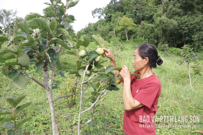 Cây hồng giòn được ghép tại xã Hoàng Văn Thụ đã cho quả
