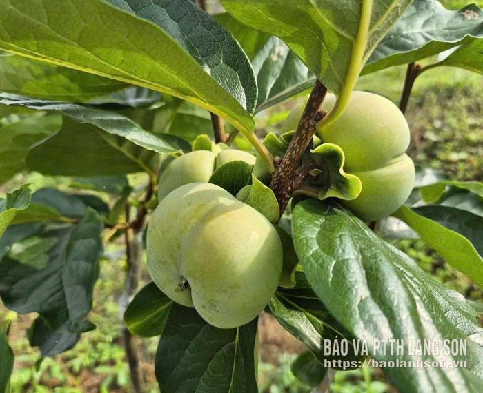 Mô hình cây hồng giòn được trồng, ghép ở một số nơi trên địa bàn tỉnh