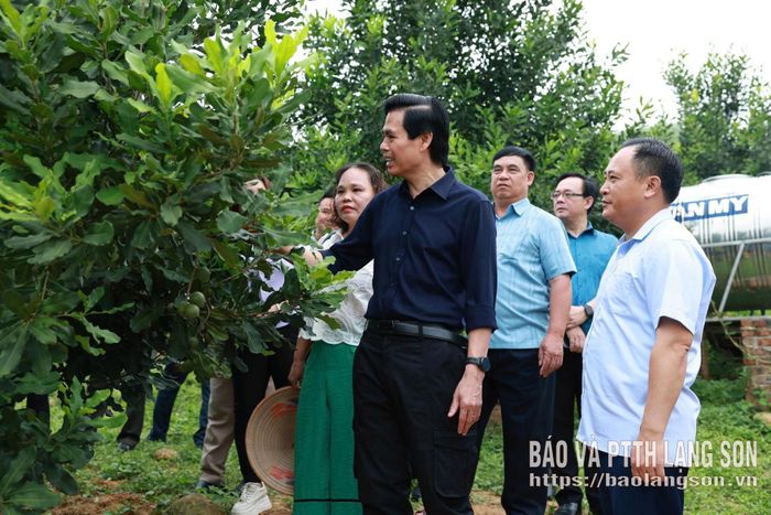 Đồng chí Hoàng Quốc Khánh, Ủy viên Trung ương Đảng, Bí thư Tỉnh ủy cùng lãnh đạo một số sở, ngành, cơ quan, đơn vị kiểm tra thực tế mô hình trồng mắc ca trên địa bàn