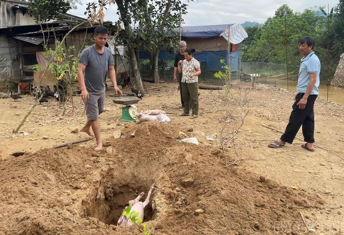 Hướng dẫn người dân tiêu hủy lợn mắc dịch cùng số lợn còn lại tại các hộ phát hiện dịch bệnh.