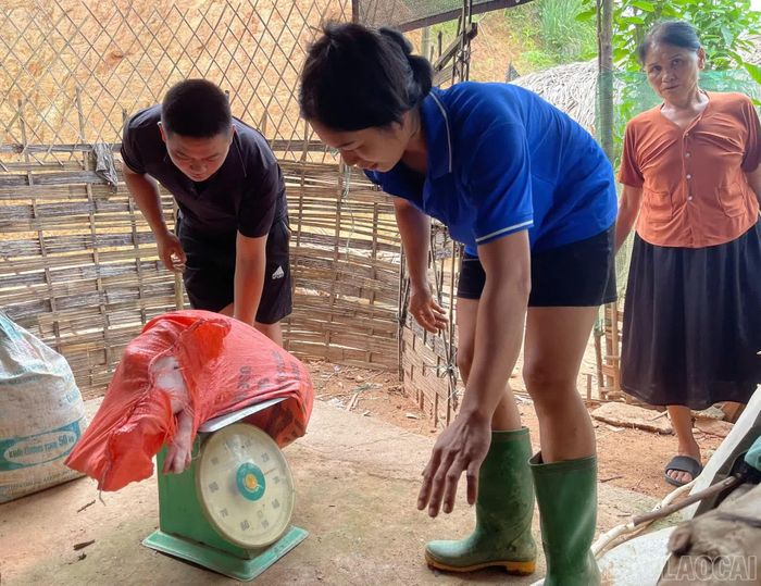 Kiểm đếm số lợn bị mắc dịch.