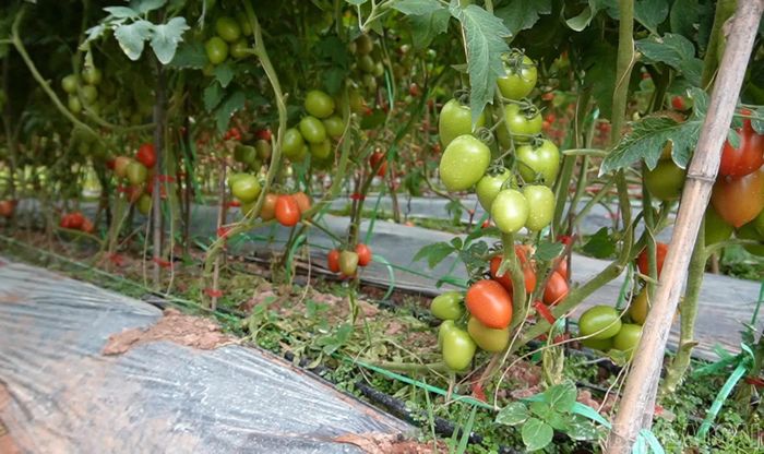 Đồng chí Phó Chủ tịch UBND tỉnh Nguyễn Thành Sinh kiểm tra mô hình trồng cà chua.