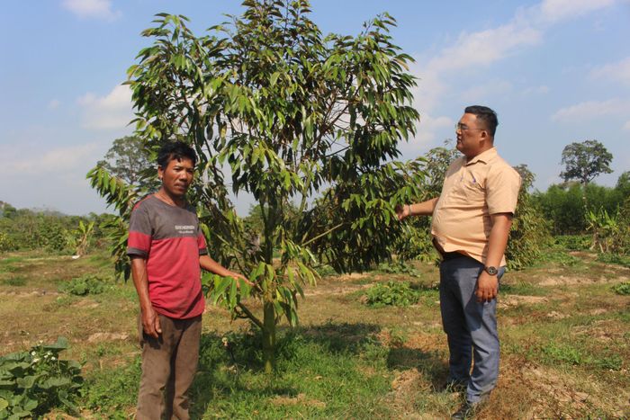 Vốn tín dụng ưu đãi giúp nông dân Đông Giang phát triển cây ăn trái