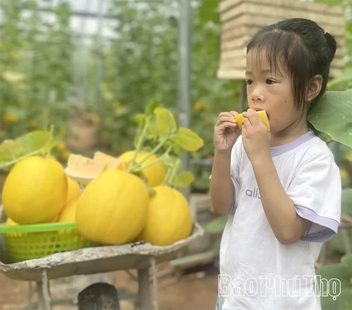 Cảm nhận vị ngọt và hương thơm nhẹ của quả chín tại vườn.