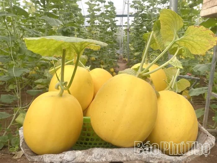 Dưa vàng Hoàng Kim có màu sắc bắt mắt, quả đều, vị ngọt thanh, được nhiều khách hàng trong và ngoài xã đặt mua.