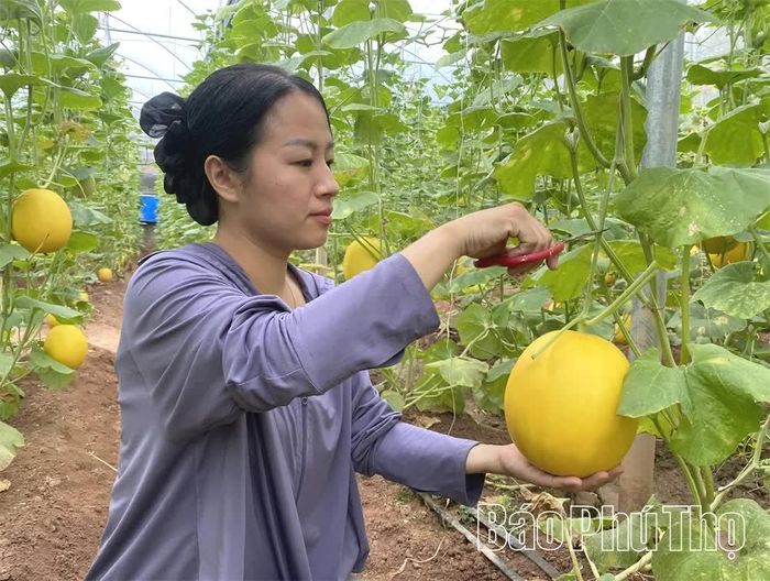 Được chăm sóc đúng kỹ thuật, dưa Hoàng Kim cho năng suất ổn định. Khi chín, quả chuyển sang màu vàng đặc trưng, vỏ căng bóng và tỏa mùi thơm nhẹ. Vì thế, người trồng không chỉ quan sát màu sắc, mà còn dựa vào mùi thơm để nhận biết dưa đã đạt độ chín.