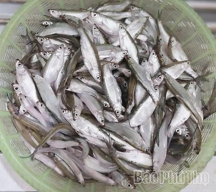 Tép dầu đầm Vạc - món ăn bình dị từ lòng hồ tự nhiên.