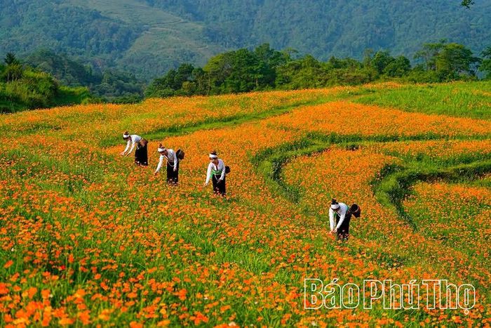 Sắc hoa thôn Mừng tạo nên nét chấm phá rực rỡ cho bức tranh thiên nhiên Cao Phong.