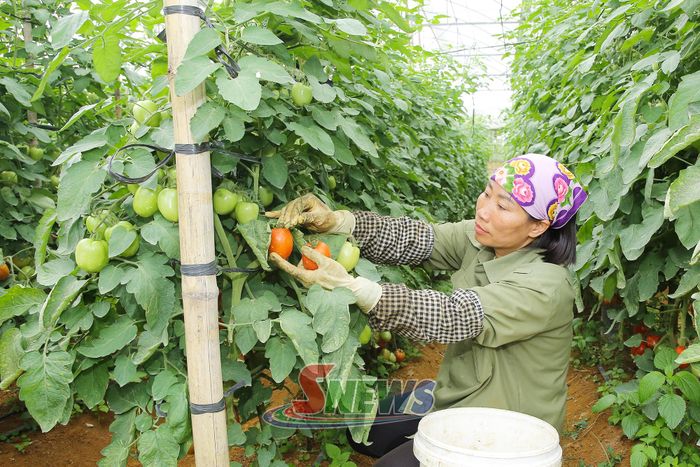Mô hình trồng cà chua trong nhà lưới của nhân dân tiểu khu Bình Minh, xã Tân Yên.