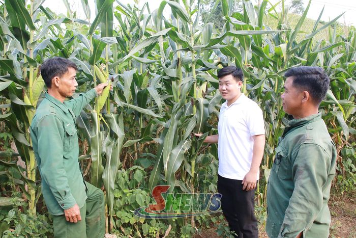 Mô hình trồng ngô sinh khối của xã Tân Yên.