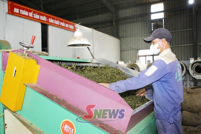 HTX Chè Nà Tân đầu tư dây chuyền sản xuất, chế biến.