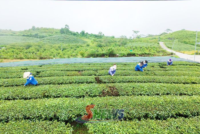 Nông dân bản Nà Tân thu hái chè.