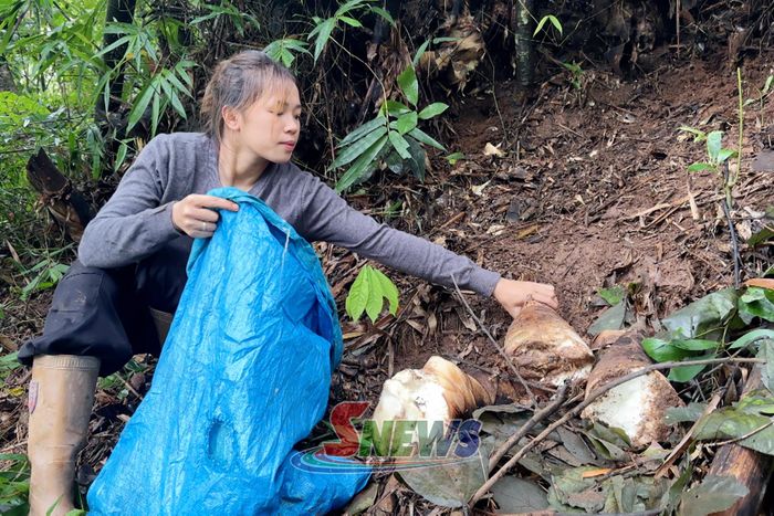 Người dân vào rừng lấy măng hốc.