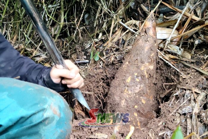 Củ măng hốc to và nằm sâu dưới đất nên phải dùng thuổng đào mới lấy được măng.