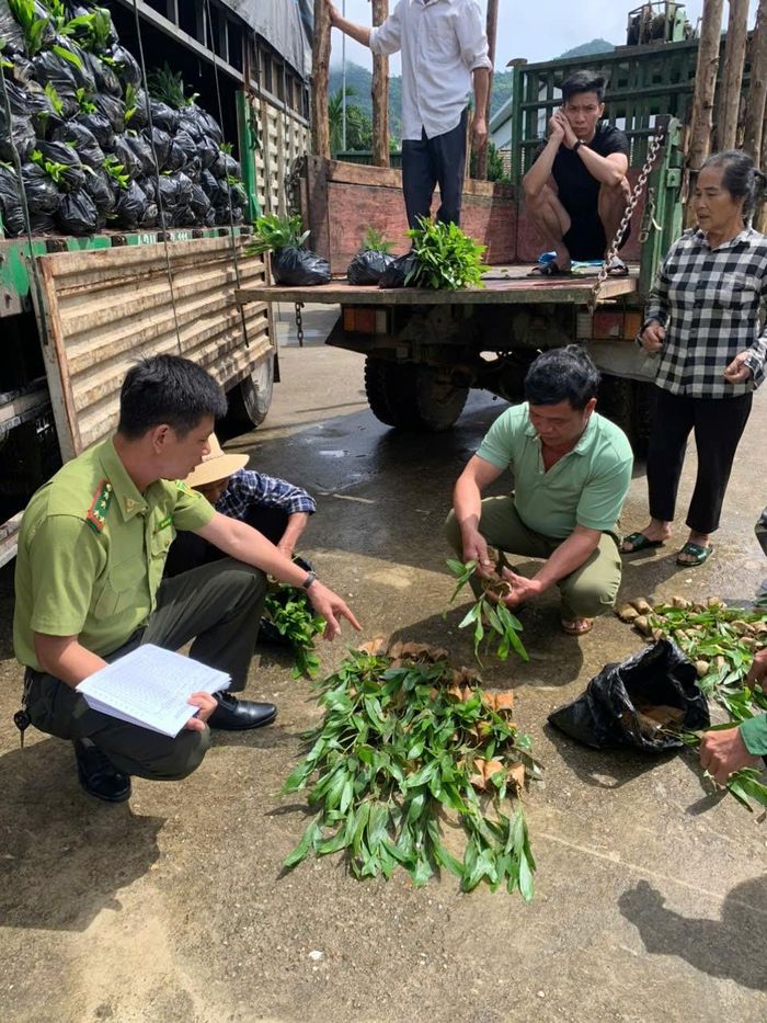 Cán bộ kiểm lâm kiểm tra chất lượng cây giống trước khi đưa vào trồng