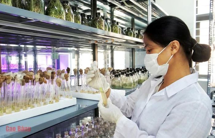 Kỹ thuật viên kiểm tra mẫu cây gừng trâu khi đưa vào nhân giống Invitro.