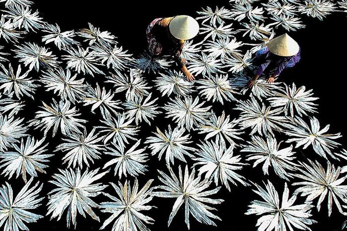 Hoa của biển.
