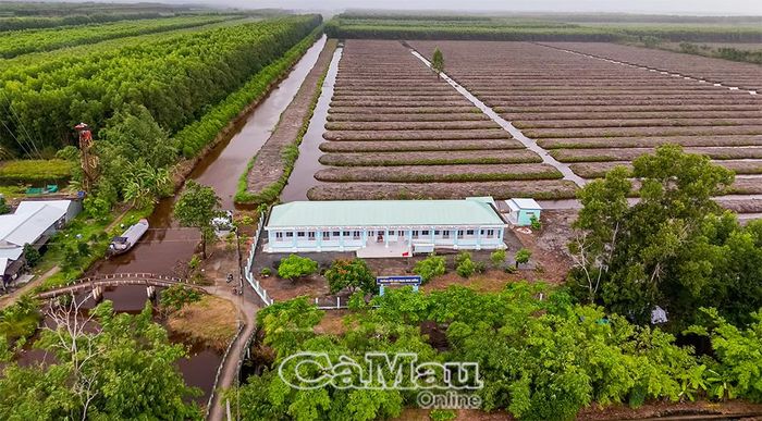  Điểm lẻ Trường Tiểu học Trịnh Minh Hưởng nằm sâu trong lâm phần Công ty Lâm nghiệp U Minh Hạ (xã Khánh Lâm).
