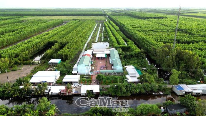 Trường Tiểu học và THCS Trịnh Minh Hưởng nổi bật giữa màu xanh rừng U Minh Hạ. 