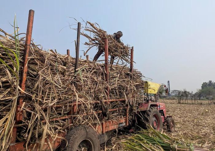 Người lao động chất mía lên phương tiện tại một cánh đồng ở huyện Kolhapur, bang Maharashtra, Ấn Độ, ngày 17/2/2026. Ảnh: Reuters/Rajendra Jadhav.
