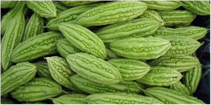 Khổ qua chứa charantin và một số hợp chất thực vật có thể hỗ trợ kiểm soát đường huyết, qua đó góp phần bảo vệ sức khỏe thận.