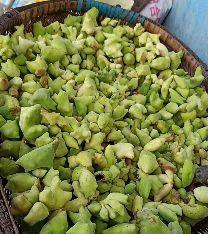 Ngũ bội tử mang lại thu nhập cao cho người dân Trung Quốc. Ảnh: Baidu/Tân Hoa Xã