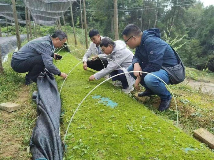 Chuyên gia Dương Tử Tường (người đeo kính, thứ ba từ trái sang) hướng dẫn nông dân về kỹ thuật trồng và thu hoạch ngũ bội tử để thu được giá trị kinh tế cao. Ảnh: Quang Minh nhật báo