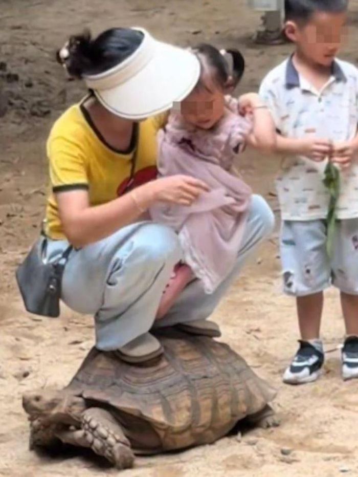Hình ảnh người phụ nữ bế con nhỏ ngồi lên lưng rùa trong công viên Du lịch và Giải trí Trường Lộc ở Phật Sơn ngày 21/8 gây phẫn nộ. Ảnh: China Youth Daily.