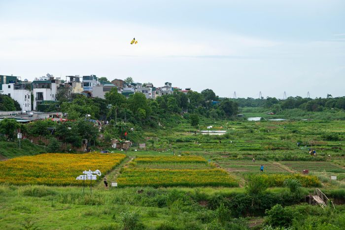  Khu vực ven hai bờ sông Hồng thuộc dự án Trục đại lộ cảnh quan sông Hồng hiện chủ yếu là đất trống, các cụm dân cư hiện hữu và bãi bồi được người dân dùng để sản xuất, trồng trọt. Ảnh: Đinh Hà.