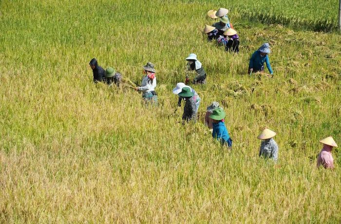 Người dân gặt lúa chín tại ruộng bậc thang Tả Lèng. Ảnh: Nguyễn Oanh-TTXVN.