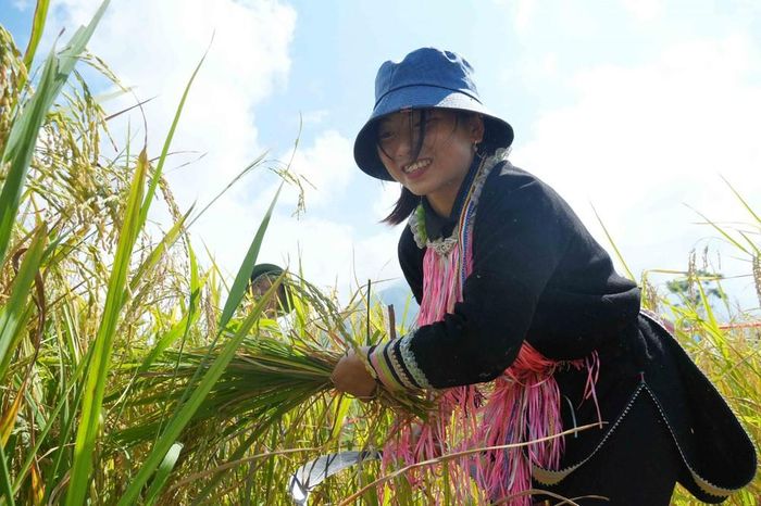 Một mùa vàng bội thu tại ruộng bậc thang Tả Lèng. Ảnh: Nguyễn Oanh-TTXVN.